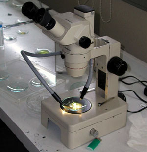 Stereomikroskop SZ-40