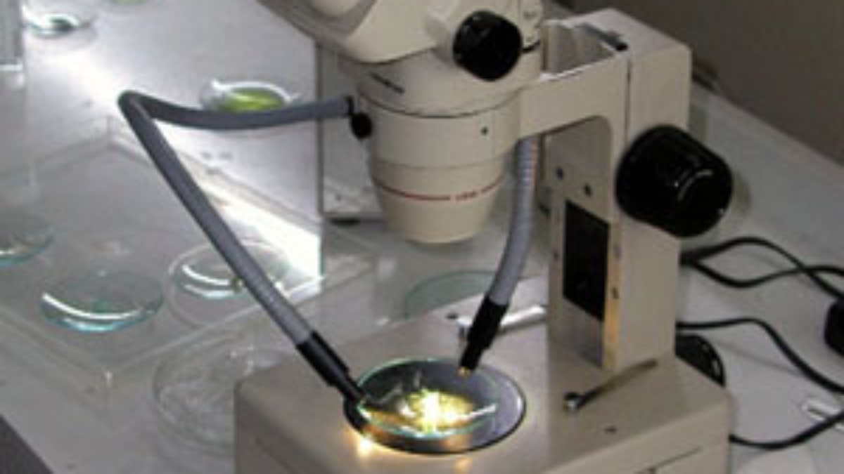 Stereo Microscope SZ-40